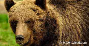 Europe Is Struggling to Coexist With Wild Bears
