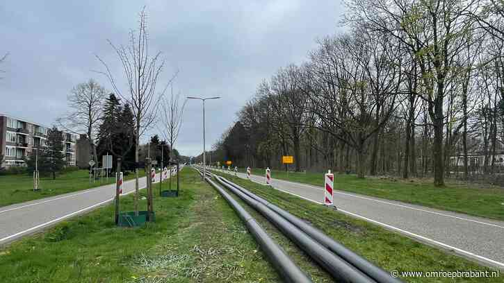 Deze bomen werden een jaar geleden geplant, maar zijn nu al weer weggehaald