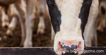 Collaboration studies cause, development of liver abscesses in cattle