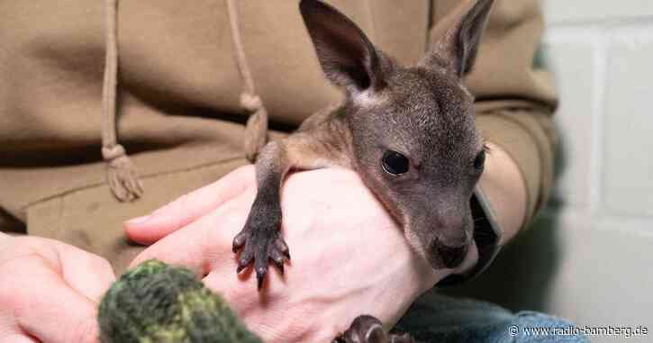 Aus Beutel verbannt: Handaufzucht für Känguru-Baby Mäuschen