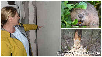 „Der Biber muss weg!“ Kolbermoorer machen Nager für Überflutungen verantwortlich – zu recht?