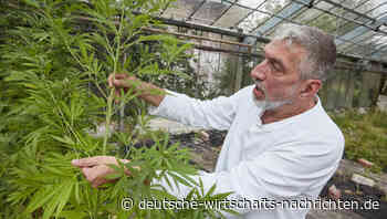 Kritiker warnen: Letzte Hürde für Cannabis-Gesetz ist der Bundesrat