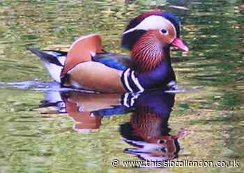 Nature Notes: Beauty of Mandarin male