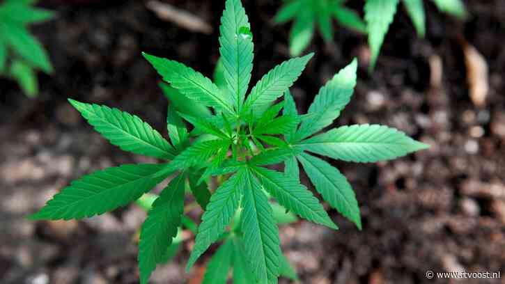 Duitsland legaliseert cannabis, maar coffeeshop Glanerbrug 'gaat er niks van merken'