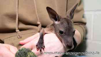 Aus Beutel verbannt: Handaufzucht für Känguru-Baby Mäuschen