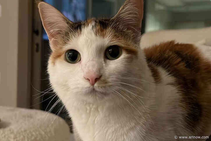 Arlington Pet of the Week: Trifecta