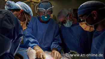 USA: Chirurgen setzen erstmals Patienten erfolgreich Schweineniere ein