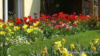 Frühblüher kommen nicht aus der Erde? Oft stecken drei Ursachen dahinter