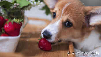 Ihr Hund liebt Erdbeeren? Wie viele Früchtchen er ohne Probleme fressen darf