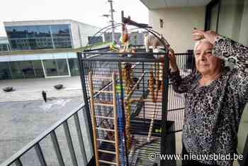 Lisette mist haar weggevlogen papegaai: “Ik had hem genoemd naar mijn overleden man”