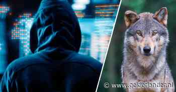 Raadsleden met de dood bedreigd na motie over wolven: ‘Ik kijk nu wat vaker om mij heen’