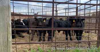 New BRD vaccine could save U.S. cattle industry $1 billion annually