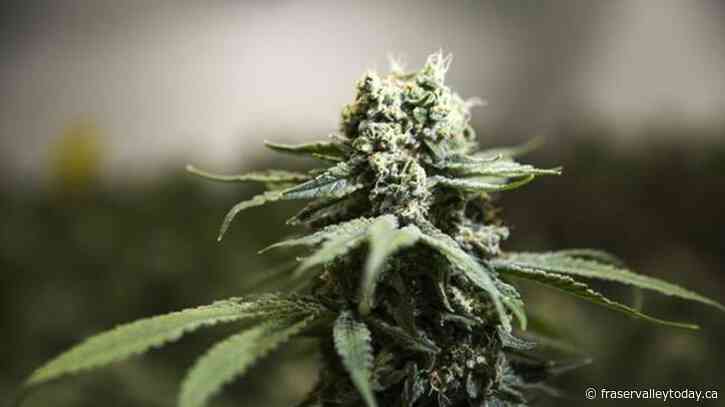 Federal cannabis review calls for look at excise taxes charged to pot producers