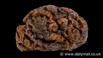 Discovery of 12,000-year-old preserved human brains could change what we know about the organ