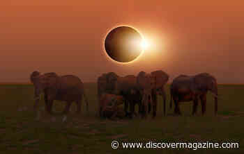 Disoriented Animals Behave Strangely During Total Solar Eclipses
