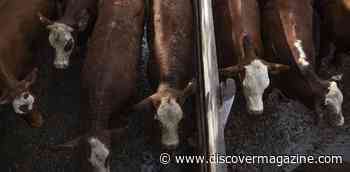 Argentina Could Promote More Climate-Friendly Livestock Production