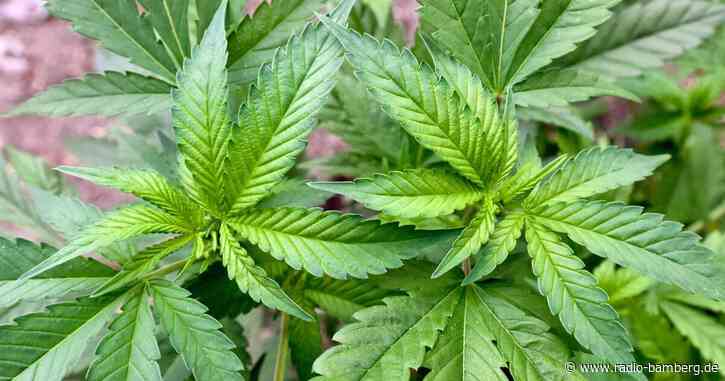 Showdown für das Cannabis-Gesetz