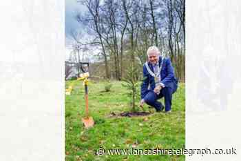 Ribble Valley Borough Council plants giant redwoods