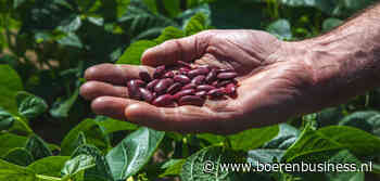 Nederlandse kidneyboon brengt plots stuk minder op