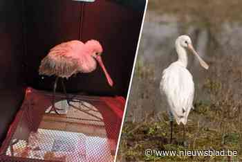 Onderkomen Oelegemse lepelaar na revalidatie vrijgelaten bij zijn kolonie