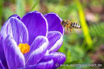Sie schwärmen für tausende nützliche Tiere
