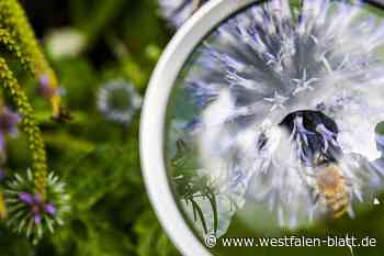 Vortrag über Artenvielfalt in Beverungen