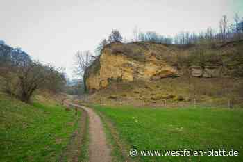 Bünde: Wie sich der neue Zaun im Doberg auf das Wild auswirkt