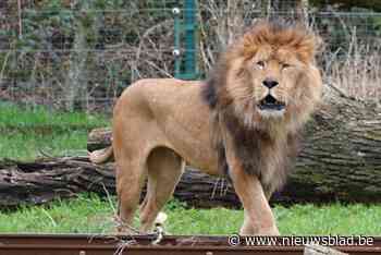 Rust is weergekeerd in leeuwenperk Bellewaerde: “Nestor is de rust zelve”