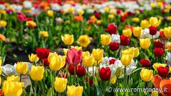 Tulipark, apre il giardino olandese più grande d'Italia