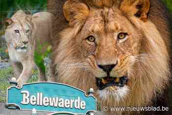 Een week na leeuwendrama is rust weergekeerd in Bellewaerde: “We blijven hopen dat Nestor soort in stand houdt”