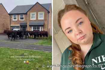 Mum's shock to find herd of cows outside new-build Longridge house