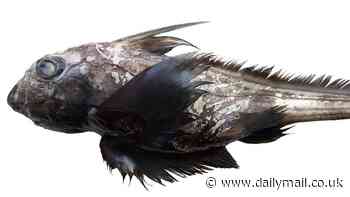 New GHOST SHARK species with a sex organ on its 'massive head'  is discovered more than 2,000 feet below the surface near Thailand