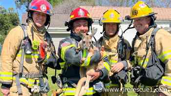 Photo of the Week: Ariz. FFs meet kangaroo and wallaby at house fire