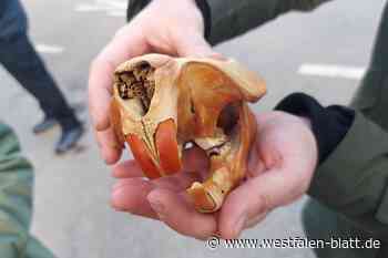 Der Biber fühlt sich in den Elseauen wohl