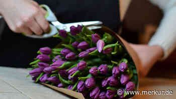 Tulpen lassen die Köpfe hängen? Dann wenden Sie einen Trick an