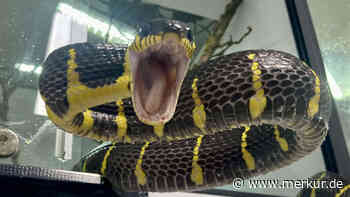 Allgäuer hält Giftschlangen in Wohnung – „Hat rücksichtslos in Kauf genommen, dass jemand zu Schaden kommt“
