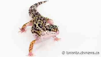 18 confirmed salmonella cases linked to geckos reported in Ontario