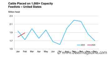 Feedlot placements larger than expected