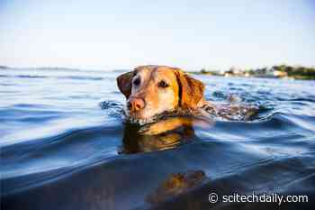 Pet Owners Beware: Dog-Killing Parasite Discovered in Southern California