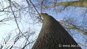 Tree samples used for fight against ash dieback