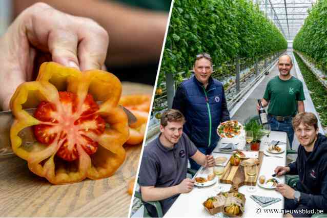 De Coeur de Boeuf-tomaten van Den Overkant worden tot in het noorden van Italië gesmaakt: “Er bestaat één hardnekkig misverstand”