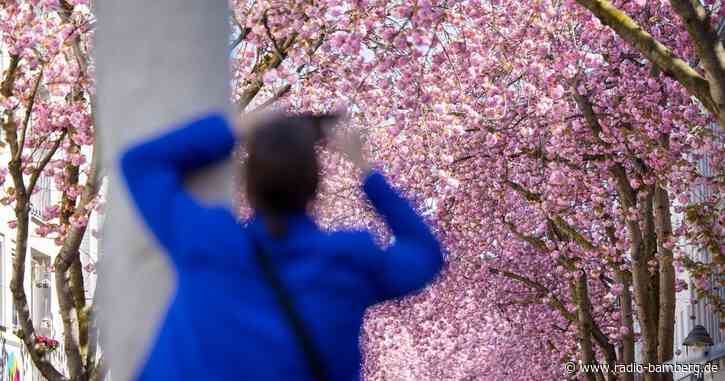 Bonner Kirschblüte könnte zu Ostern erstrahlen