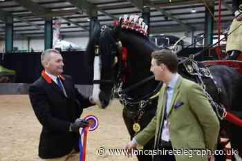 Horse crowned at Thwaites National Shire Horse Show 2024
