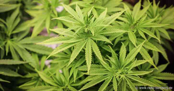 Union an Steinmeier: Cannabis-Gesetz nicht unterzeichnen