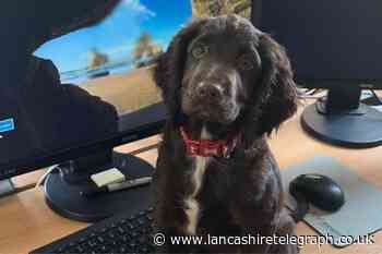 New puppy joins Lancashire Fire and Rescue Service