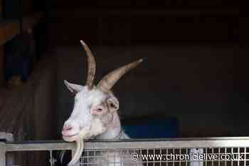 Ouseburn Farm sees bookings skyrocket after goat walks go viral on social media