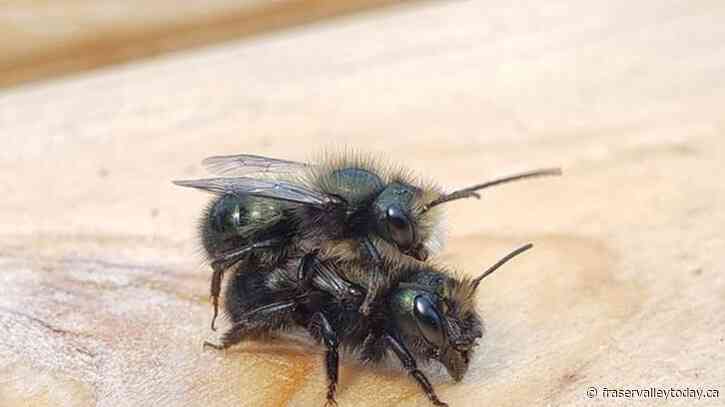 Borrow a bee colony? West Vancouver library loans out pollinators