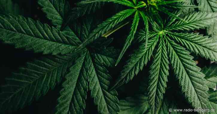 Droge Nummer eins in Oberfranken ist Cannabis