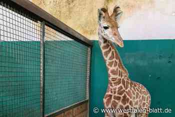 Süße Tierbabys und Nervenkitzel: Safariland startet in die Saison 2024