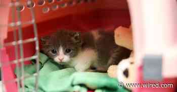 The US Is About to Drown in a Sea of Kittens